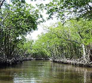 Mangroven