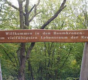 NP Hainich