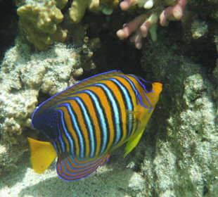 Pfauenkaiserfisch