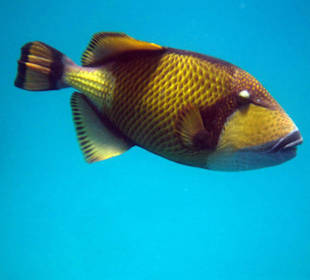 Riesendrücker am Hausriff Nord...