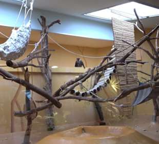 Tierpark Hellabrunn - Welt der Affen