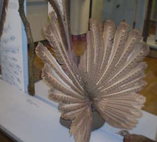 Zoologisches Forschungsmuseum Alexander Koenig
