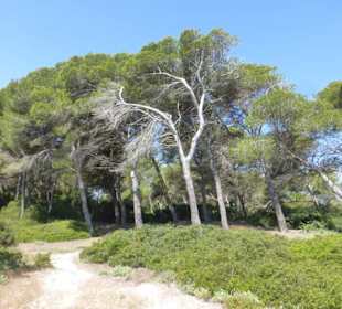 Sandwege durch die Dünen von d'es Comú de Muro