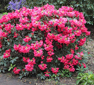 Impressionen aus dem Rhododendronpark Gristede