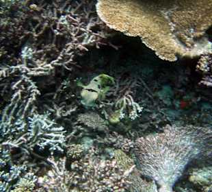 Schöne Unterwasserwelt