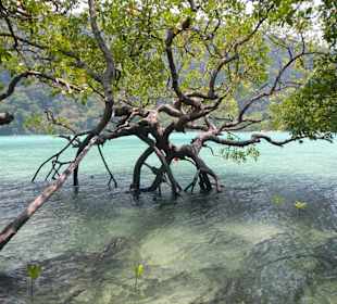 Mangroven auf Surin