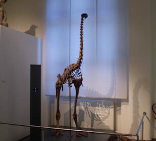 Zoologisches Forschungsmuseum Alexander Koenig