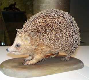 In der Natur- und Kulturabteilung des Museums