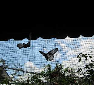 Schmetterlinge am Netz