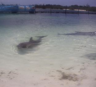 Delfinchen