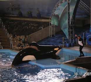 Shamu