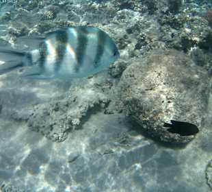 Schnorcheln Makadi Bay