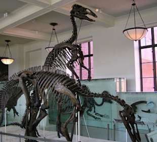 Museum of Natural Science New York