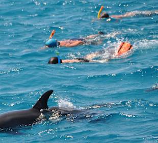 Schwimmen mit den Delphinen