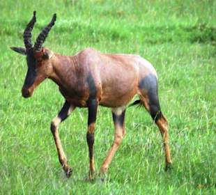 Antilope in der Serengeti