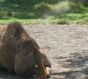 В зоопарке Бали