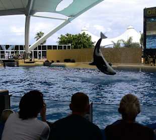 Orka Show im Loroparque