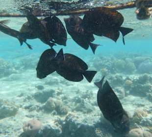 Fische