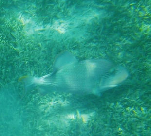 Leider unbekannter Fisch