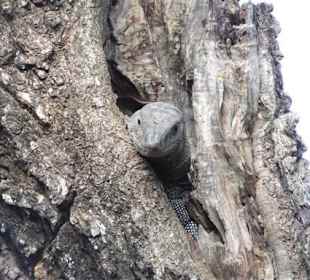 Im Yala Park - Geführte Touren Astrid Tours Sri Lanka