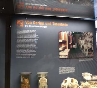 Museum der Naturkunde