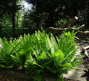 Garten Hohenheim