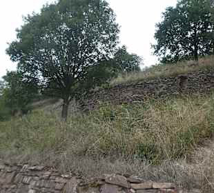 Wanderung durch das NABU-Schutzgebiet Rheinhänge