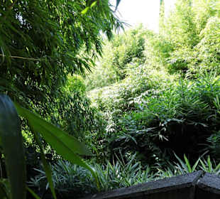 Im Bambushain von Schloss Trauttmansdorff