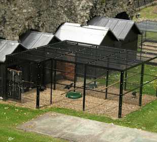 Käfige der Kolkraben