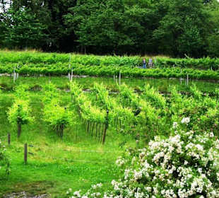 Anbaugebiet verschieden