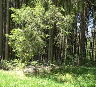 Magolsheimer Buchtalweg