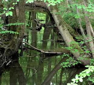 Bachlauf durch den Hasbruch
