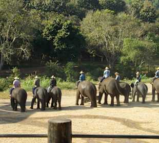 Elefantencamp Chiang Mai