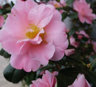 Es blüht auch im März schon