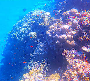 Schnorcheln Marsa Alam