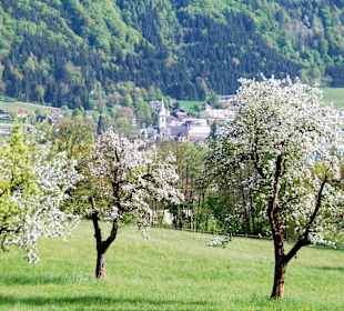 Blütenmeer am Ossiacher See