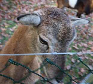 Wildschaf im Wildgatter