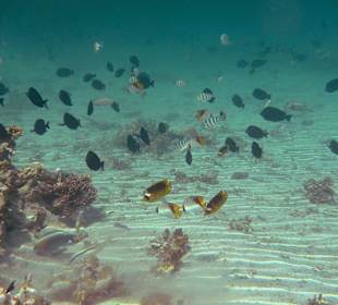 Viele, viele bunte Fische