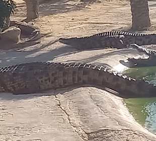 Krokodilfarm Animalia