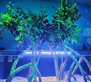 Aquarien 176-181