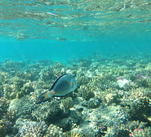 Hausriff - iPhone 5 im DiCAPac Plastik Case