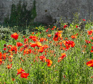 Mohnblumen auf der Alten Burg in Kerkyra