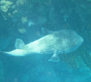 Schnorcheln Marsa Alam