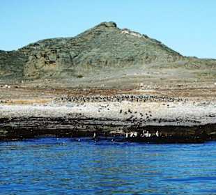 Halifax-Insel mit Vogelkolonie