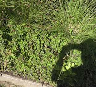 Botanischer Garten der Universität Zürich