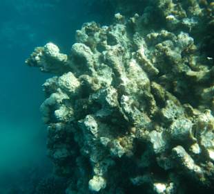 Hier lebt fast nichts mehr