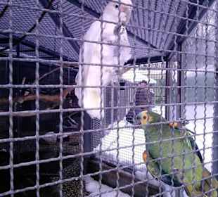 Zutrauliche Papageien