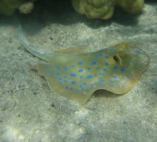 Blaupunktrochen