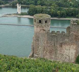 Bei unseren Wanderungen bei Rüdesheim