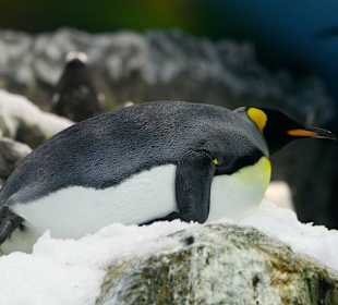 Loro Parque - Pinguin